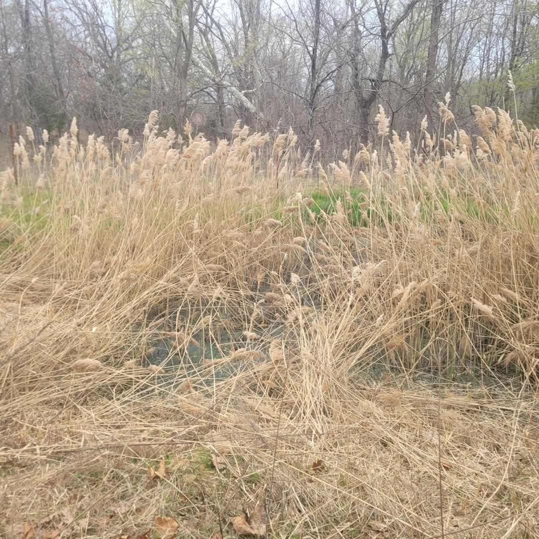 Overgrown lagoon before cleanup